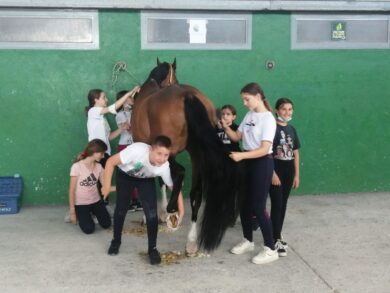 Toelettatura di gruppo