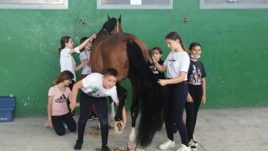 Toelettatura di gruppo