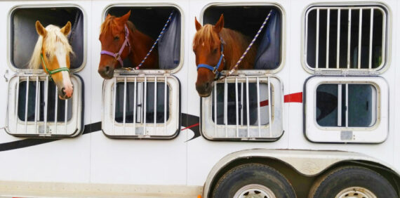 Trasporto cavalli